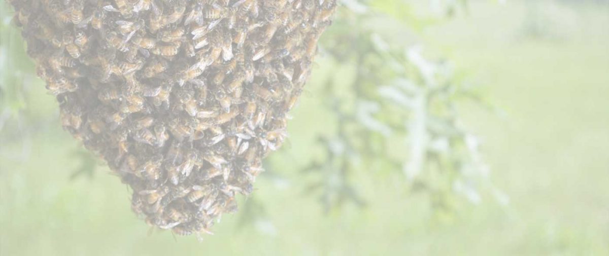 Bee Removal Service Pestproof