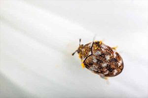 Carpet Beetle Treatment