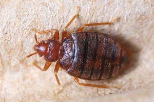 Get Rid Of Bedbugs