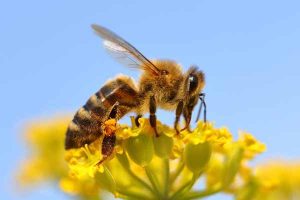 Honeybee Removal Service