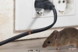 Mouse Control Service