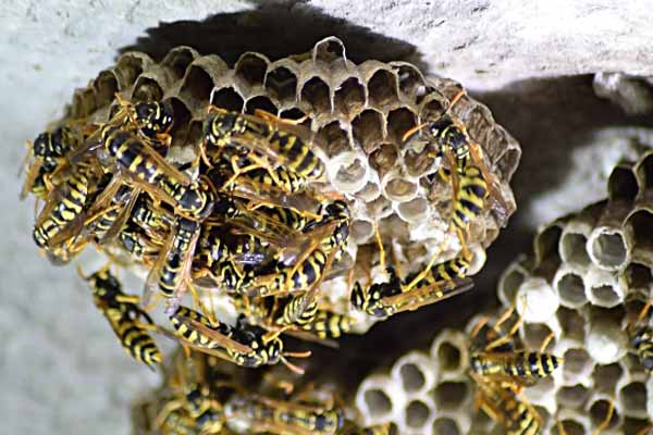 Wasp Nest Removal