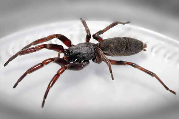 White Tail Spider Removal